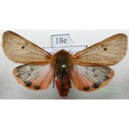 Phragmatobia fuliginosa (Linnaeus, 1758) Poland18e